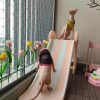 Lưới chắn thú cưng nhỏ an toàn tuyệt đối